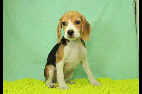 成約済の栃木県のビーグル-50552の1枚目